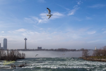 Seagulls looking for a meal in the turbulent water of Niagara River.