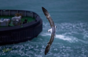 Seagull turning around after following tugboat. Livorno, Italy