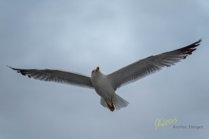 Seagull patrolling. Napoli, Italy