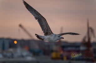 Seagull at port. Napoli, Italy