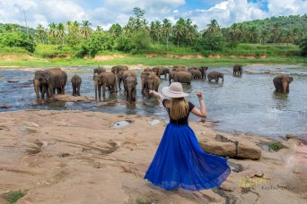 in the morning and the afternoon the elephants from the nearby orphanage center were brought to take their bath in the river.
