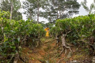 A different percpective. Besides the optical effect that makes the person small, you can see that the tea plants are kept short to give Tea Collectors easy access.