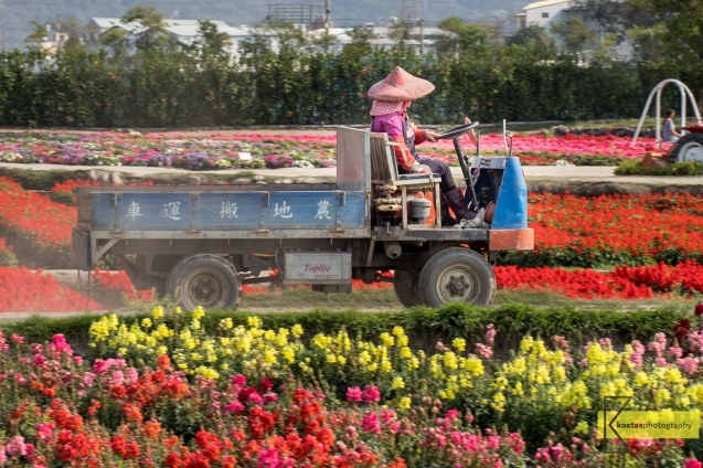 A Florist driving her van among thousand of flowers. The gardeners are doing a tremendous job in keeping up these beautiful views. Taichung, Taiwan.